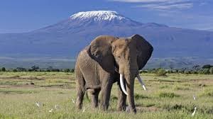 4 DAYS 3 NIGHTS AMBOSELI & TSAVO WEST COMBO